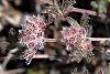 <em>Trifolium saxatile</em>